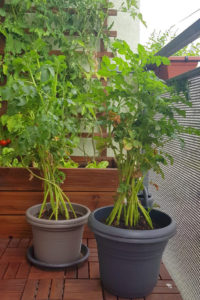 Urban Balkongardening Was bin ich