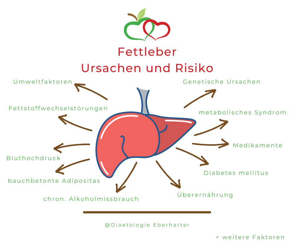 Grafik_Fettleber-Ursachen_Diaetologie-Eberharter