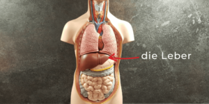 Titelbild_Weg-mit-dem-Fett-Ernährungstherapie-bei-Fettleber_Diaetologie-Eberharter