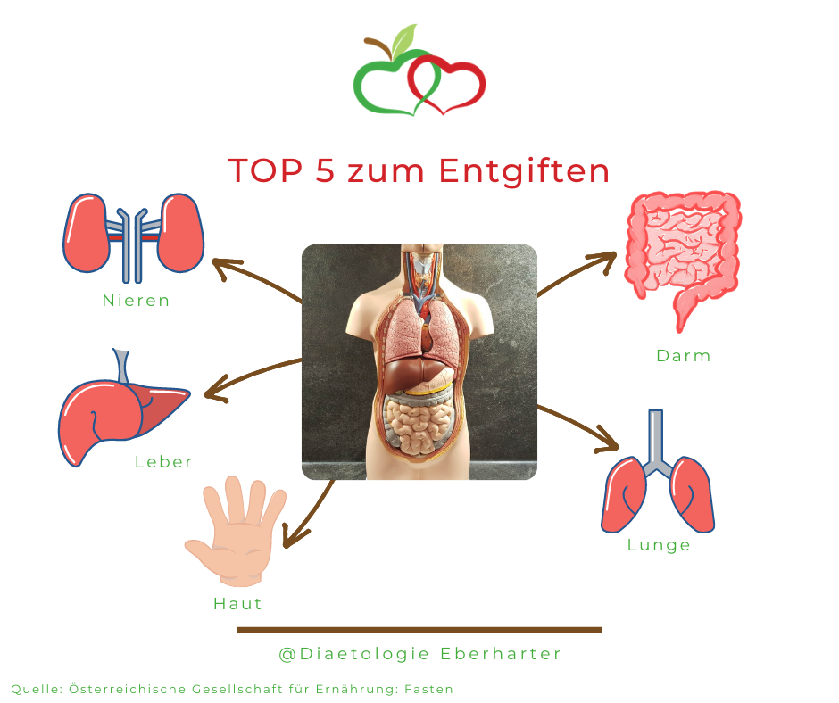 Ausscheidungsorgane_Entschlacken-Entgiften_Fasten_Diaetologie-Eberharter