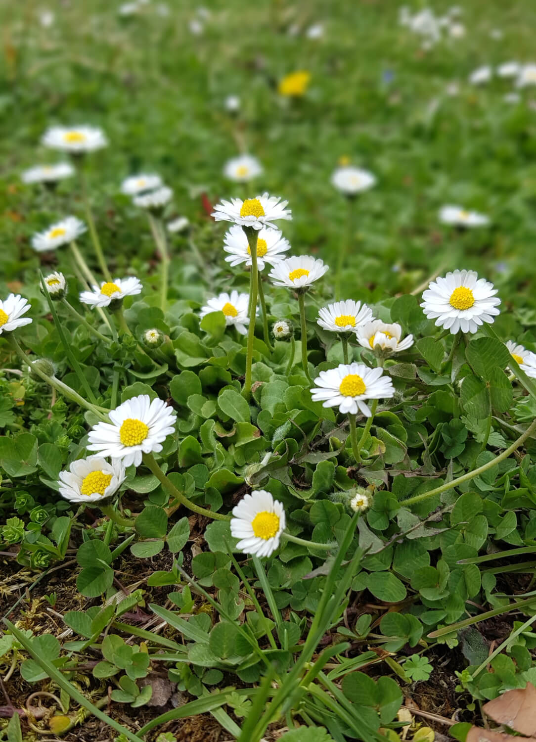 Gänseblümchen_Diaetologie-Eberharter