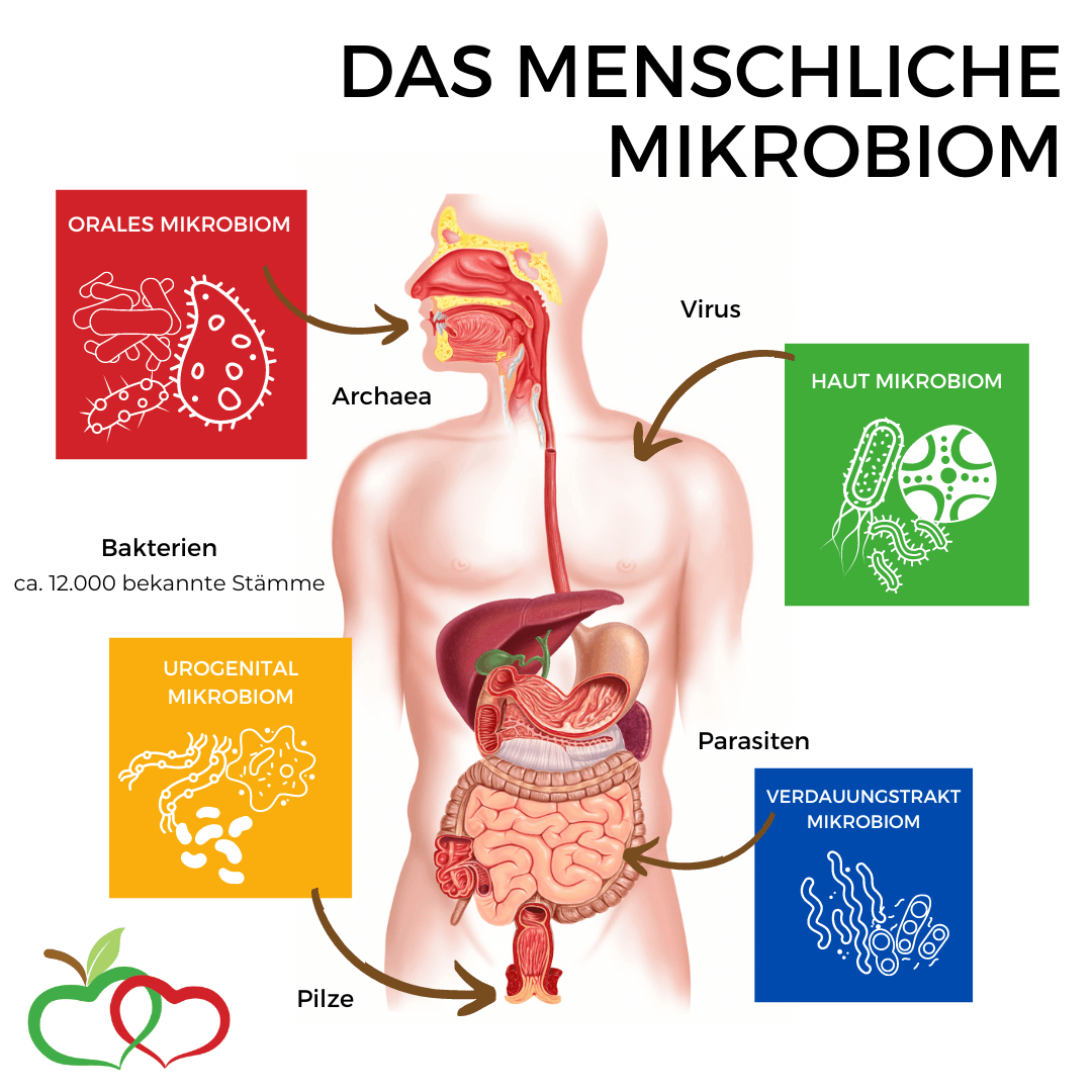 Das menschliche Mikrobiom