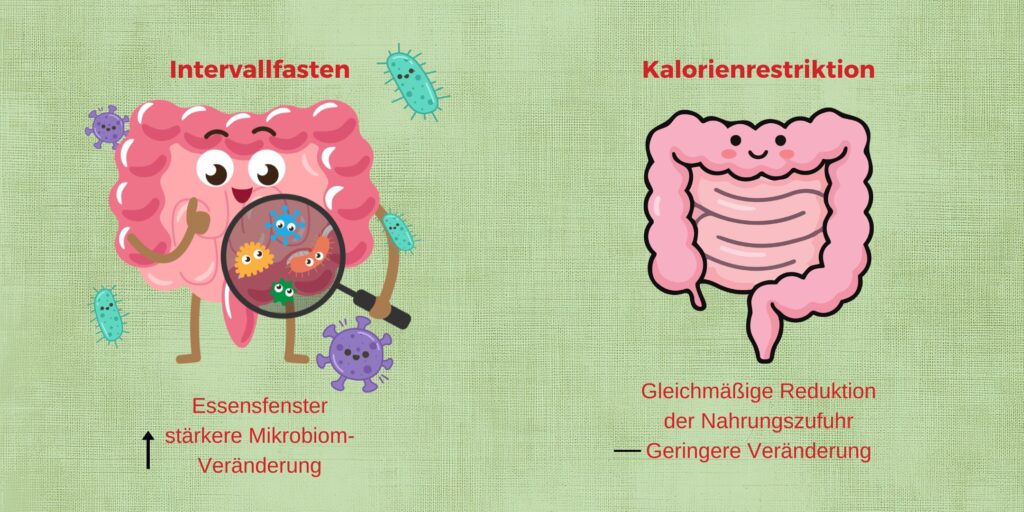 Intervallfasten vs. Kalorienrestriktion Intervallfasten vs. Kalorienrestriktion